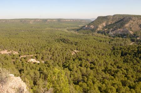 PRESENTACI�N DE LAS JORNADAS COMARCALES CON MOTIVIO DE LA CELEBRACI�N DEL A�O DE LOS BOSQUES.