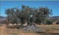 Subida al carnicero